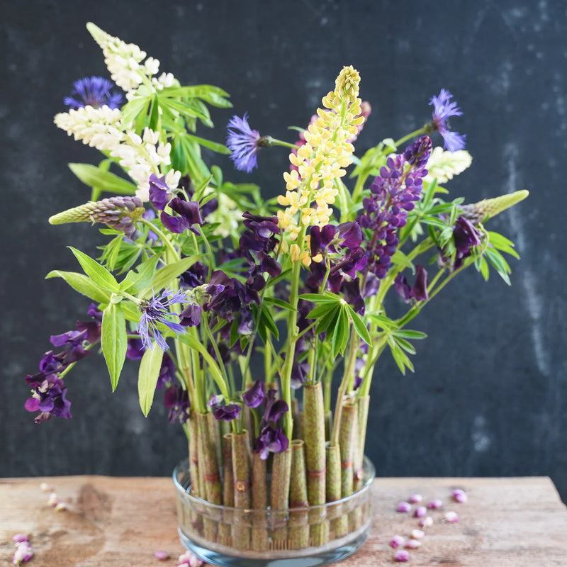 Vibrante composizione di lupini e altri fiori, fissata da un kenzan di 120 mm alla base, su uno sfondo scuro con petali sparsi.