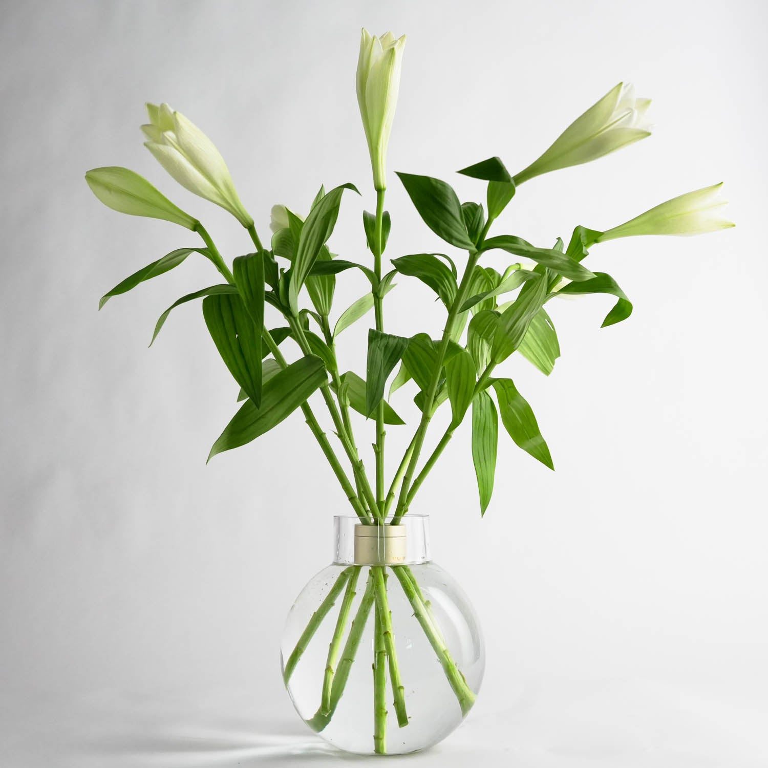 Splendido bouquet di gigli bianchi freschi, disposti in un twister di fiori Hanataba, in un vaso di vetro pieno d'acqua in una stanza bianca.