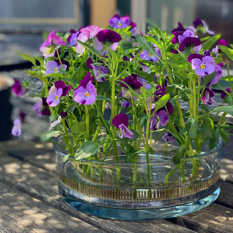 Una deliziosa serie di viole viola e bianche che spuntano in abbondanza da un anello Kenzan da 120 mm, posto su un tavolo di legno rustico immerso nella luce del sole.